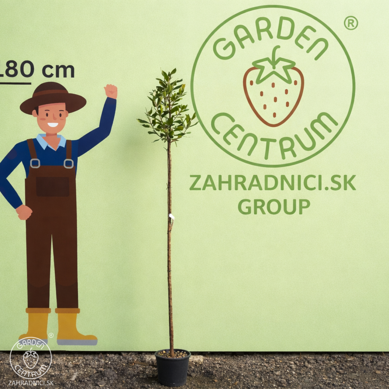 Obrázok Jahodovec obyčajný (Arbutus unedo-Litchi) ´PEACE AND LOVE´ - výška 170-190 cm, kont. C5L - NA KMIENKU